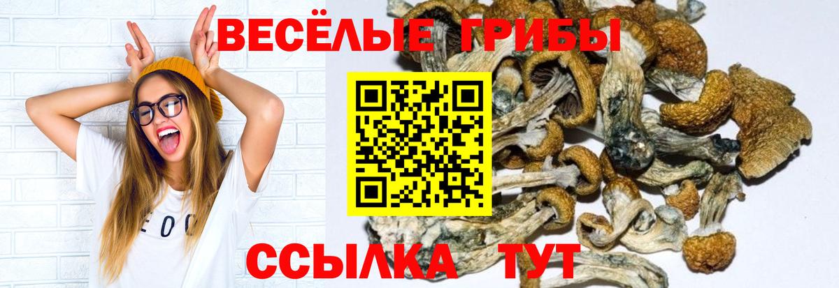 Переславль-Залесский  Псилоцибиновые грибы прущие грибы  Вход с VPN 